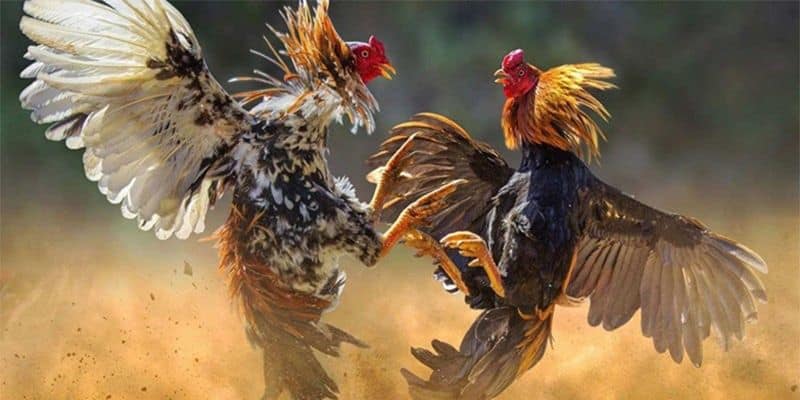 Kinh nghiệm đặt kèo khi đủ căn cứ Kinh nghiệm đặt kèo khi đủ căn cứ