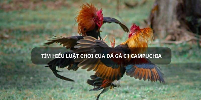Quy luật cần biết khi tìm hiểu về đá gà hạng nhất Quy luật cần biết khi tìm hiểu về đá gà hạng nhất