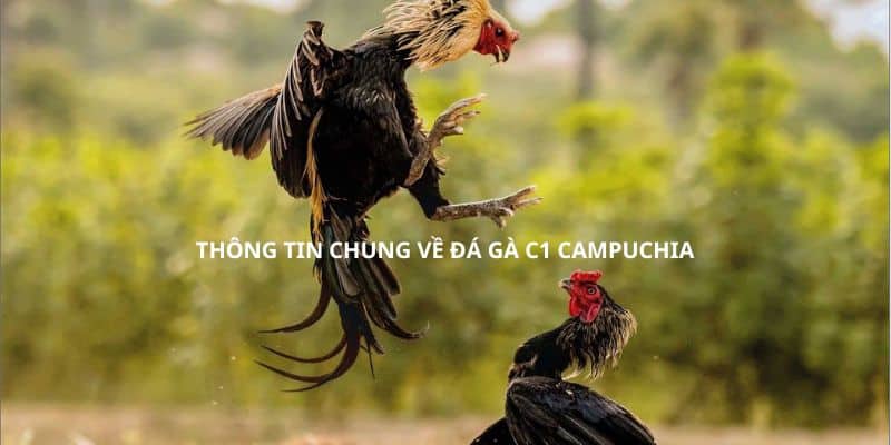 Thông tin chung về đá gà C1 Campuchia Thông tin chung về đá gà C1 Campuchia