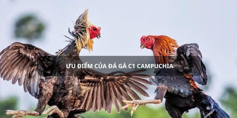 Ưu điểm khi tham gia đá gà tại BJ88 Ưu điểm khi tham gia đá gà tại BJ88