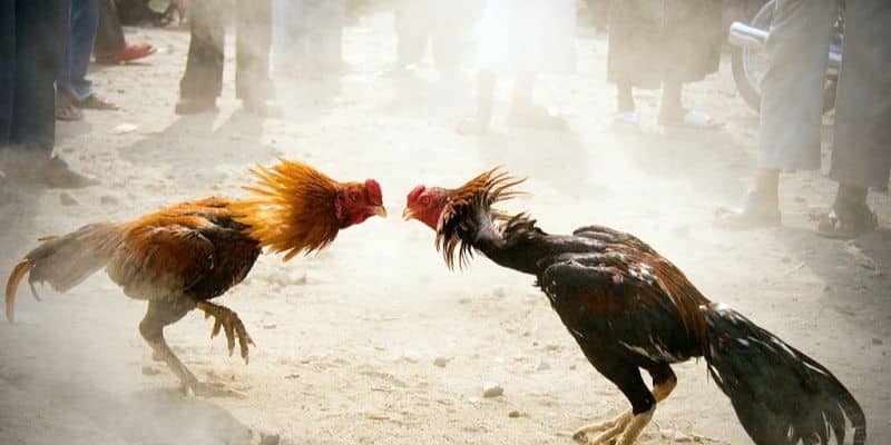 Các lưu ý khi đặt cược đá gà qua mạng Các lưu ý khi đặt cược đá gà qua mạng