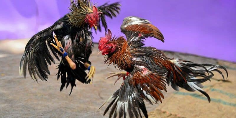Tìm hiểu về khái niệm đá gà qua mạng Tìm hiểu về khái niệm đá gà qua mạng