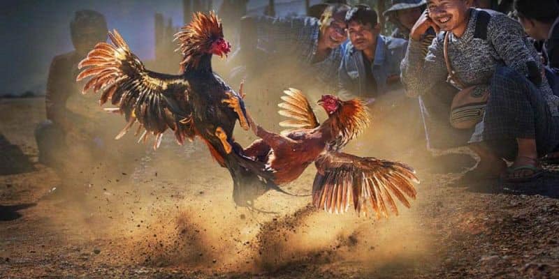 Kinh nghiệm chọn gà giúp kê thủ mang về thắng lớn khi tham gia cá độ Kinh nghiệm chọn gà giúp kê thủ mang về thắng lớn khi tham gia cá độ