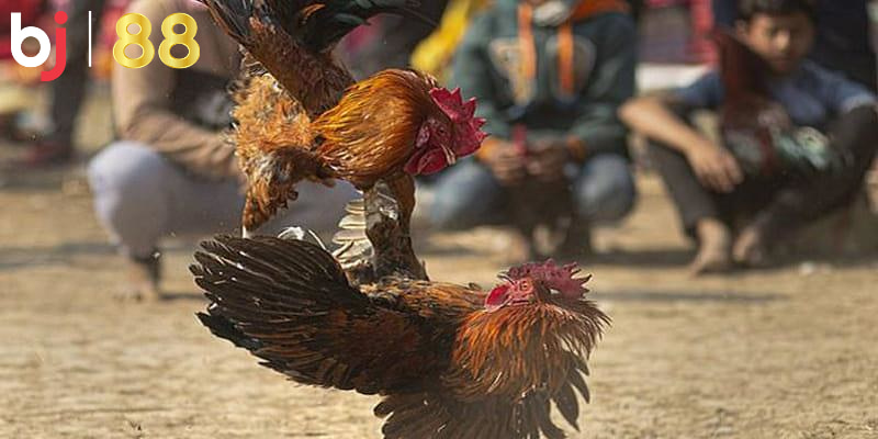 Nắm chắc luật tham gia đá gà trực tuyến luôn thắng Nắm chắc luật tham gia đá gà trực tuyến luôn thắng