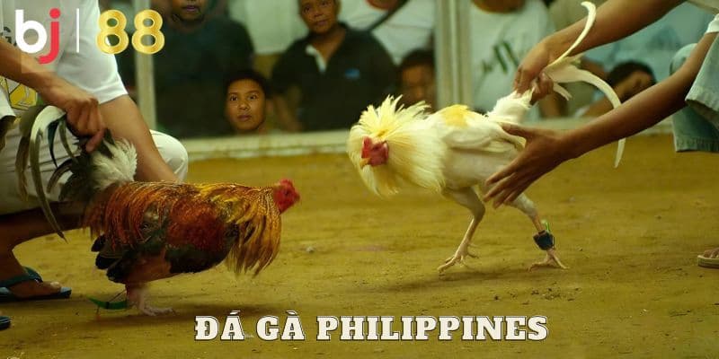đá gà Philippines Truyền thống văn hóa đá gà - Lan tỏa giá trị