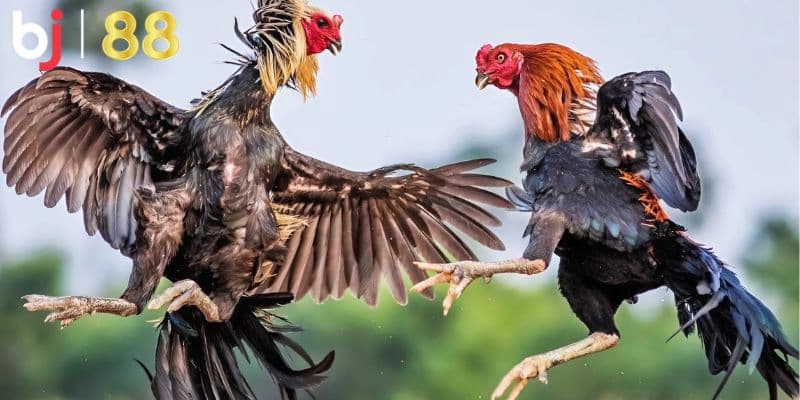 đá gà Philippines Gà Asil với khả năng chiến đấu đỉnh cao