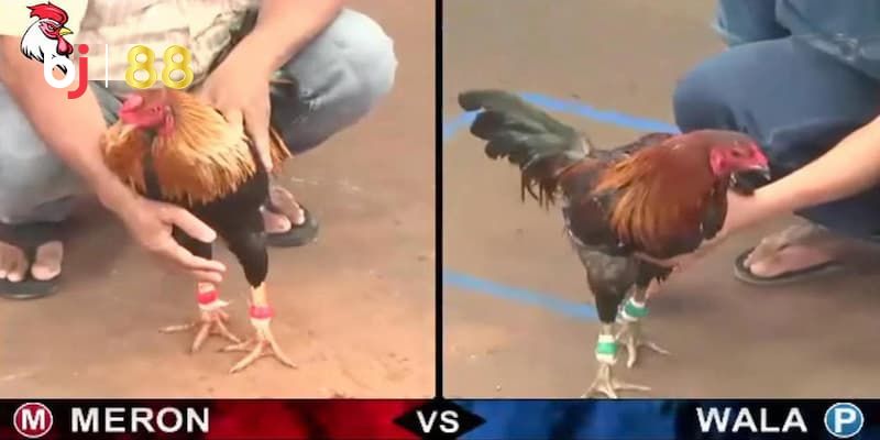 Đá gà trực tuyến là gì Luật chơi đá gà trực tuyến