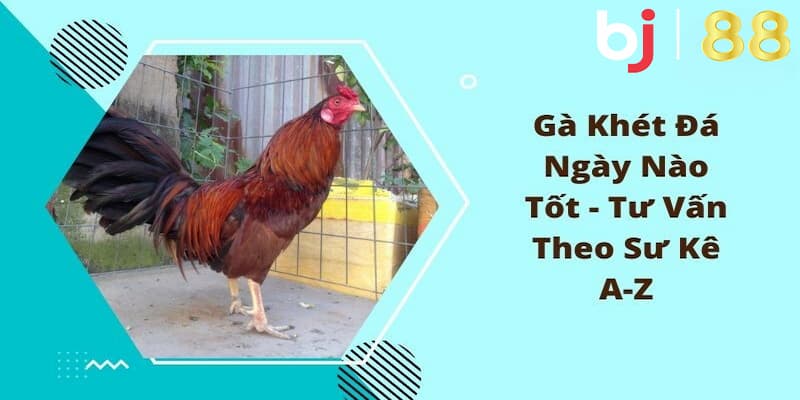 Gà Khét Đá Ngày Nào Dễ Thắng? Dự Đoán Ngày Đẹp Ra Sân Lý do nên tìm hiểu gà khét đá ngày nào?