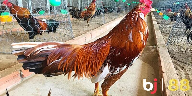 Gà Khét Đá Ngày Nào Dễ Thắng? Dự Đoán Ngày Đẹp Ra Sân Cùng BJ88 dự đoán gà khét đá ngày nào dễ thắng