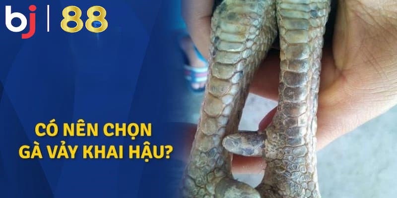 Vảy Gà Khai Hậu Và Sự Thật Đằng Sau Sức Mạnh Chiến Kê Sức mạnh thật sự của gà có vảy khai hậu