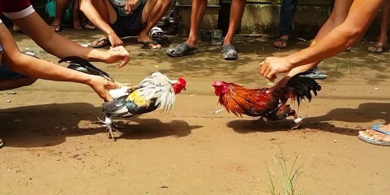 cac bo ga pho bien tai campuchia anh dai dien