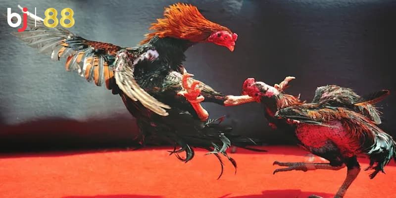 Đá gà trực tuyến là gì
